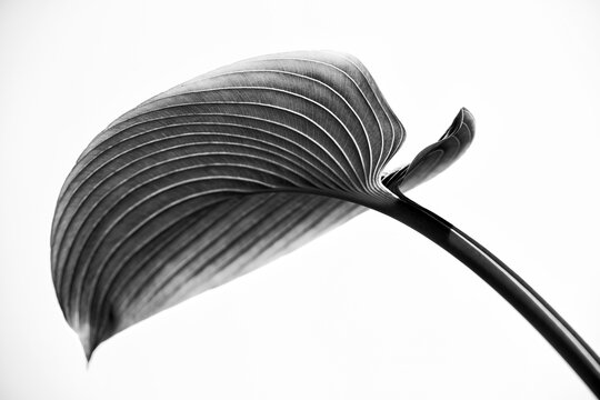 Elegant hosta leaf in black and white