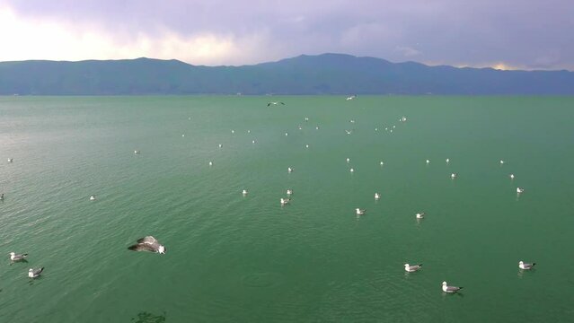 Flock of flying seagulls in sky. Many flocks of seagulls in flight, flying off coast of sea or ocean against backdrop of mountains in slow motion. Living flora and fauna of planet Earth.