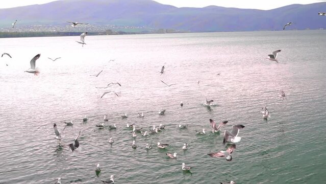 Flock of flying seagulls in sky. Many flocks of seagulls in flight, flying off coast of sea or ocean against backdrop of mountains in slow motion. Living flora and fauna of planet Earth.