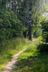 Beautiful  summer and sunset light: suburbs; earthern path among birch trees