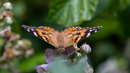 Painted lady butterfly on a flower