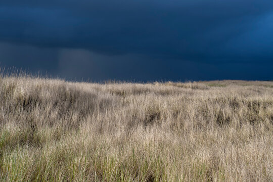 Stock image of stormy sky and rain showers over field of sea grasses