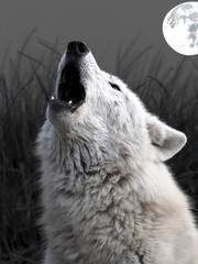 Fototapeta premium Howling Hudson Bay Wolf (Canis lupus hudsonicus)