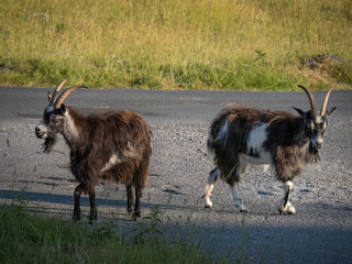 Two feral goats at the Valley of Rocks in North Devon, England.