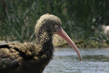 The Puna ibis (Plegadis ridgwayi) bird