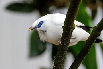 The Bali myna (Leucopsar rothschildi), also known as Rothschild's mynah, Bali starling, or Bali mynah, locally known as jalak Bali