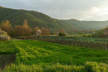 Farmfield