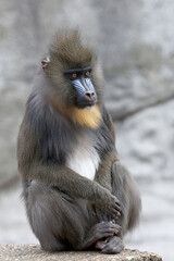 A mandrill (Mandrillus sphinx) portrait