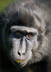 A Crested Macaque (Macaca Nigra) portrait