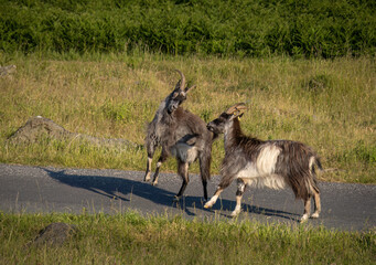 Sparring feral goats at the Valley of Rocks in North Devon, England.