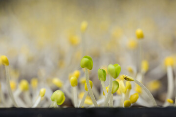 Basil sprouts macro closeup