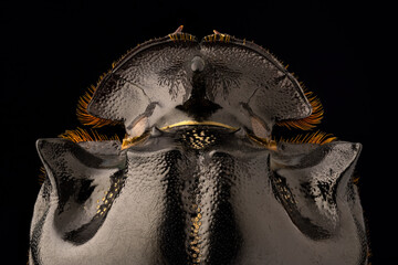 extreme close up of a horned dung beetle portrait. dorsal view.