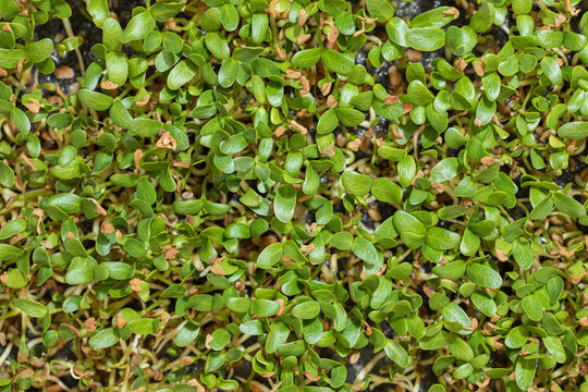 Top view of an abundance tray of fenugreek sprouts