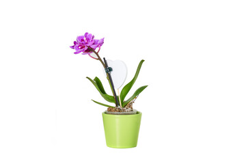 Pink mini phalaenopsis in a ceramic pot. isolateted.