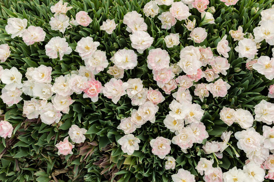 Shot of a Group of White and Pink Flowers