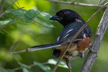 Close-up of male eastern towhee