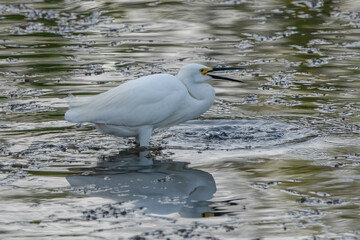Snowy Egret with small fish.