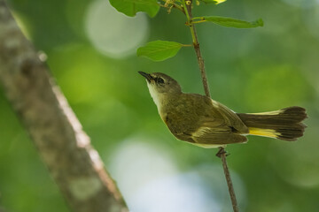 A female american redstart perched on branch.