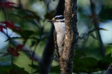 Downy woodpecker on tree branch.