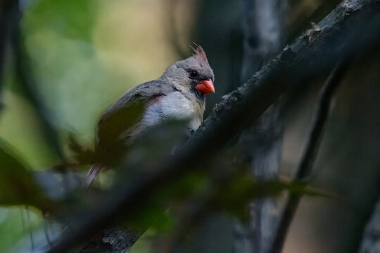 Female cardinal on tree branch.