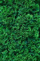 Beautiful green texture of thuja leaves close-up. Background of thuja branches. Beautiful natural background.