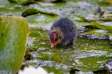 Small baby Coot walking on green  lily pads on water surface - obrazy, fototapety, plakaty