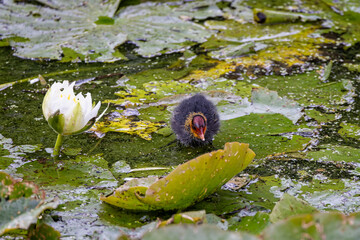 Small baby Coot walking on green  lily pads on water surface alongside white lily - obrazy, fototapety, plakaty