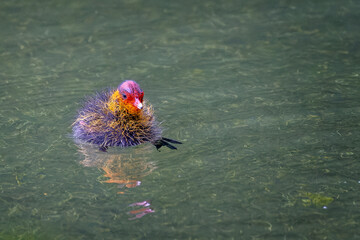 Close up of a newborn Coot chick learning to swim - obrazy, fototapety, plakaty
