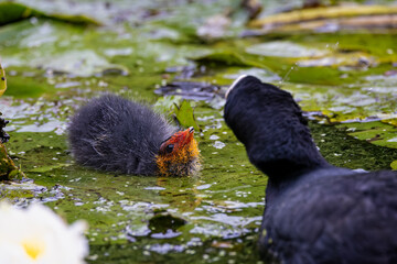 Small baby Coot on green  lily pads on water surface head bent asking for food from parent bird.