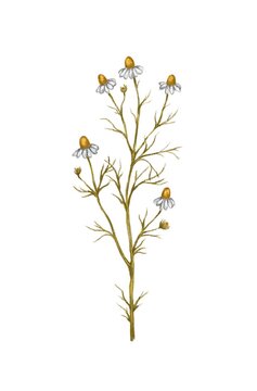 Chamomile. Botanical illustration