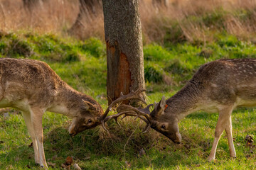 Fototapeta premium Two Fallow Deer Phoenix Park Dublin Ireland