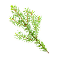 Fir tree branch with young needles sprouts isolated on a transparent png background. Stock photo