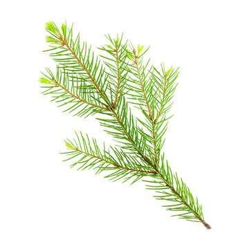 Fir tree branch with young needles sprouts isolated on a transparent png background. Stock photo
