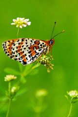 butterfly, insect, nature, flower, macro, summer, animal, wildlife, colorful, spring, plant, beautiful, wing, wings, beauty, garden, fly, orange, leaf, fauna, grass, closeup, meadow, small, brown
