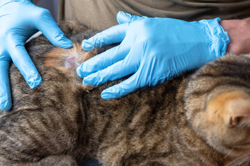The fungal disease lichen in a cat under the coat is a dry crust of sores with hair loss. Veterinarian's hands in gloves, wound close-up