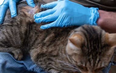 The fungal disease lichen in a cat under the coat is a dry crust of sores with hair loss. Veterinarian's hands in gloves, wound close-up - obrazy, fototapety, plakaty