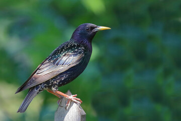 Gemeiner Star / Common starling / Sturnus vulgaris