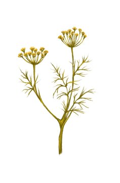 Fennel. Botanical illustration