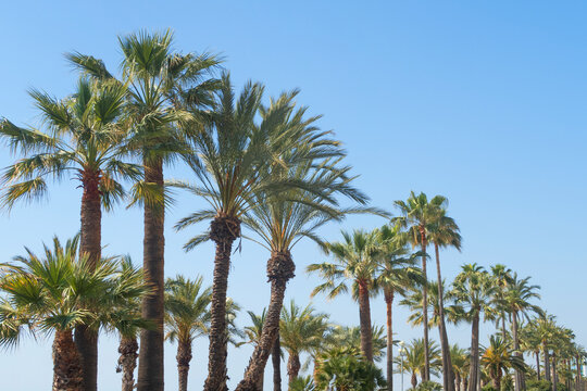 palm trees outdoor and blue sky