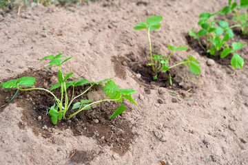 Strawberry seedlings are planted in the garden in the spring, garden tools are a scoop and a rake. Eco-friendly berry grown by a farmer in the summer in the village, harvest