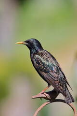 Gemeiner Star / Common starling / Sturnus vulgaris