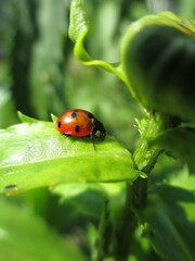 ladybug on green leaf