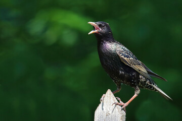 Obraz premium Gemeiner Star / Common starling / Sturnus vulgaris