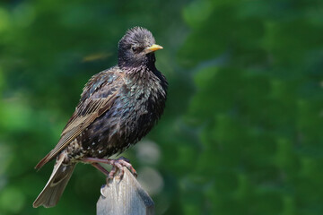 Gemeiner Star / Common starling / Sturnus vulgaris