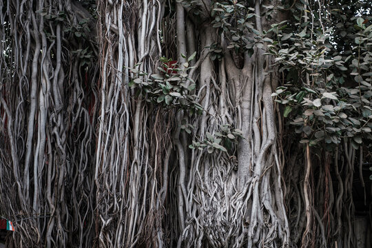 Banyan