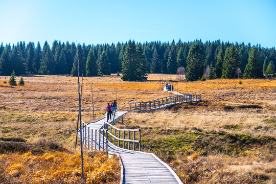 Wooden path in Bozi Dar peat bog nature reservation on sunny autumn day. Ore Mountains, Czech: Krusne hory, Czech Republic