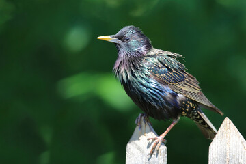 Gemeiner Star / Common starling / Sturnus vulgaris