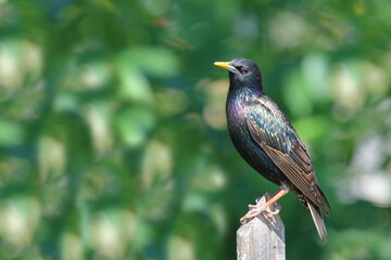 Gemeiner Star / Common starling / Sturnus vulgaris