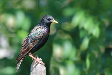 Gemeiner Star / Common starling / Sturnus vulgaris