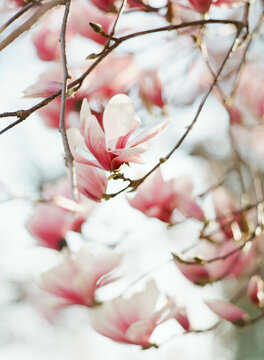 close up of magnolia tree in full bloom in spring